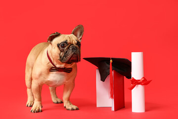 Cute French Bulldog in bow tie with mortar board, book and diploma on red background