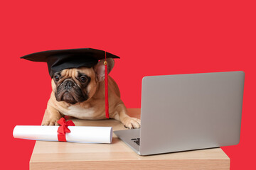 Cute French Bulldog in mortar board with diploma and modern laptop at table on red background