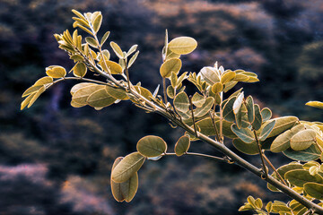 Tree branch with olive leaves