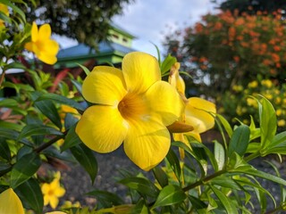 Allamanda Cathartica flower in the morning