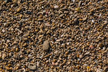 Shells and pebbles at the beach creating a background