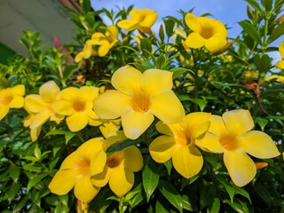 Allamanda Cathartica flower in the morning