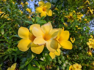 Allamanda Cathartica flower in the morning