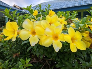 Allamanda Cathartica flower in the morning