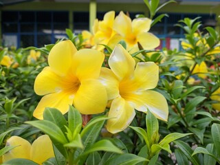 Allamanda Cathartica flower in the morning