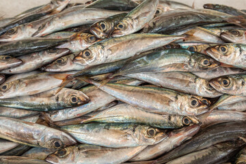 Fresh Sardines Waiting to be Prepared in the Fish Market in Funchal, Madeira, Portugal