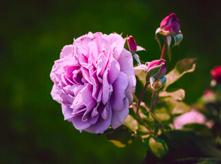 Fragrant purple rose in Full Bloom in the garden
