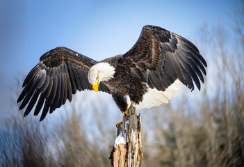 Majestic bald eagle perched on a rotten old tree with wing spread against blue sky