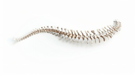 Realistic human spine illustration. Back view on the white background