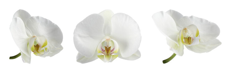 Beautiful orchid flowers isolated on white, set