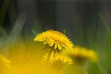 Single dandelion isolated by blurring in a field of grass and wildflowers.