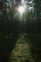 A beautiful shot of the sun shining through the trees in a dark forest. The suns rays create a dappled pattern on the ground, and the trees are silhouetted against the sky.