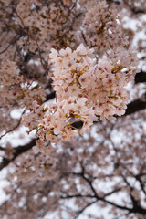 Yoshino cherry blossom during spring in Japan 