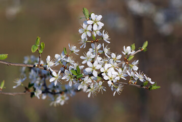 blossom in spring