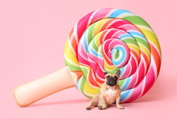 Cute French bulldog with inflatable mattress on pink background