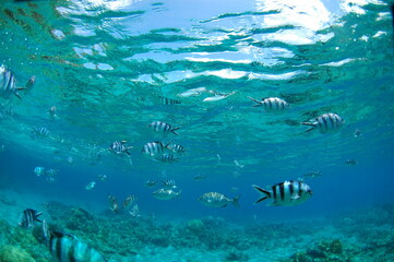 Fototapeta na wymiar 青い空、海に浮かぶ縦縞の魚たち