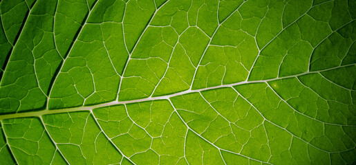 abstract green background with leaf texture - 782617858