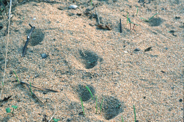 Sand pit traps of an antlion, doodlebug, Myrmeleon sp. Sardinia, Italy
