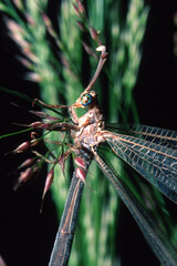 An adult antlion feeds on a wildflower Myrmeleon sp ardinia, Italy