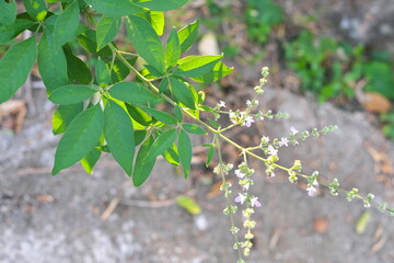 Closeup selective focus of blooming lagundi or Vitex negundo plant shrub with flowers.