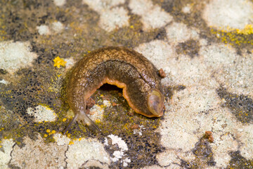 Limaccia Fam. Limacidae European red slug, limax sp. Ortakis, Bolotana (Nuoro), Sardegna, Italy