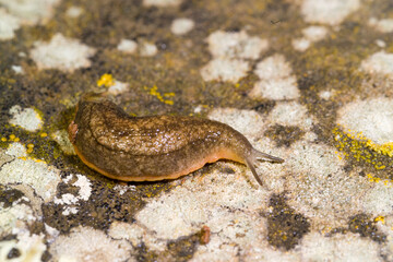 Limaccia Fam. Limacidae European red slug, limax sp. Ortakis, Bolotana (Nuoro), Sardegna, Italy