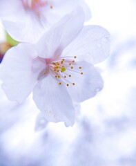 cherry blossoms