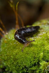 Limaccia Fam. Limacidae European black slug, limax sp. Ortakis, Bolotana (Nuoro), Sardegna, Italy