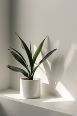 Single houseplant in a sleek pot 