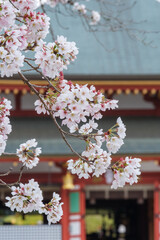 桜