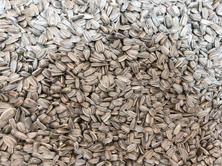 Close-up Texture of Sunflower Seeds