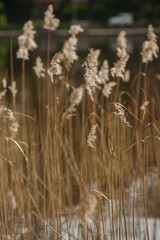 Dry grass on the pond