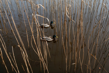 Ducks on the lake of the park of the city of Svetlogorsk