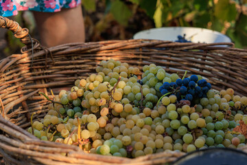 White grapes for wine production in a basket. Background with selective focus and copy space