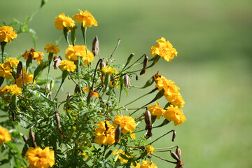 Close up of beautiful yellow flowers with a green blurred background