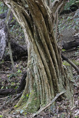 Fototapeta na wymiar View of a peculiar tree trunk