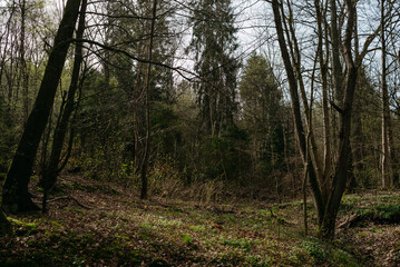 Landscapes of the central park of the city of Svetlogorsk
