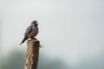 A Wood Swallow bird searching resting on a branch and searching for food.