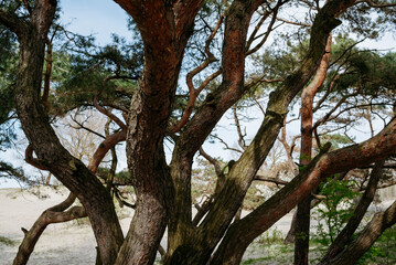 Fototapeta na wymiar Beautiful curved trees landscape