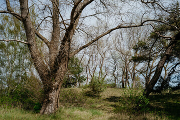 Natural landscape by sunny day