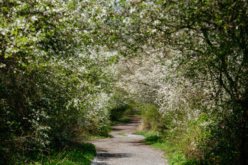 An alley framed by blooming apple trees - obrazy, fototapety, plakaty