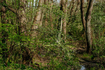 Obraz premium Forest landscapes