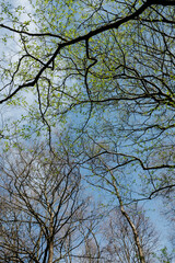 Beautiful tree branches against a blue sky