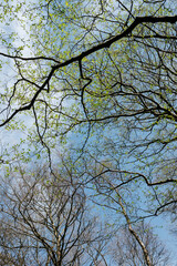 Beautiful tree branches against a blue sky