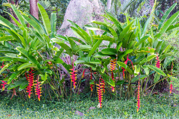Heliconia Rostrata growing in a garden