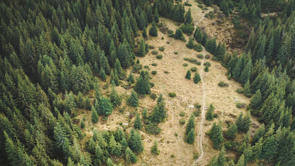 Top down hiking path at pine mountain forest aerial. Tourist at autumn nature landscape. People climbing mount. Extreme and mountaineering lifestyle. Vacation at Carpathians, Ukraine, Europe