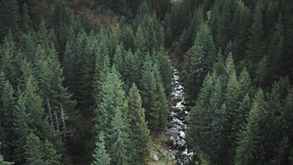 Sun mountain river at green pine forest top down aerial. Nobody nature landscape. Fir trees at...