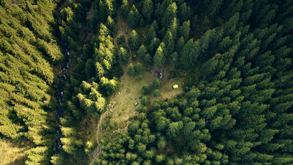 Aerial sun mountain top down. Pine trees forest. Nobody nature landscape at summer day. Mount ridges with green plants. to Carpathians, Ukraine, Europe. Travel, tourism concept. Cinematic drone shot - obrazy, fototapety, plakaty