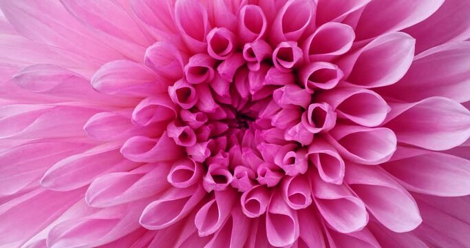 Pink dahlia flower blooming,Time-Lapse
