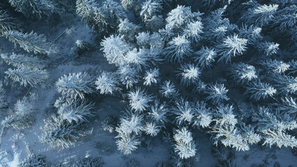 Aerial top down snow mountain conifer forest. Nobody nature landscape. Hoarfrost spruce trees at winter frost day. Mountaineering vacation at Carpathian mounts, Bukovel Resort, Ukraine, Europe